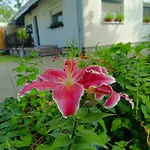 Rose * 巴拉通雷勒